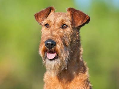 Terrier Irlandés Precio