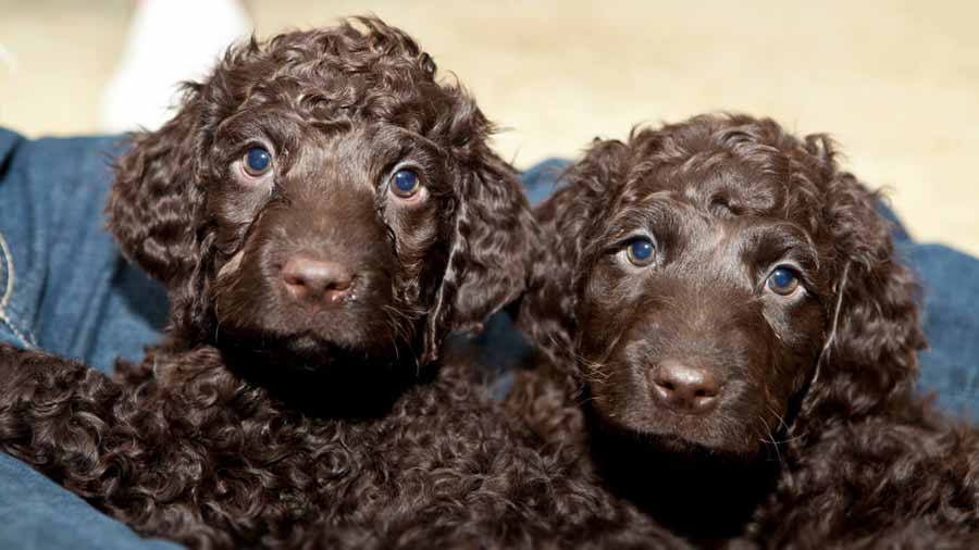 Spaniel de Agua Irlandés