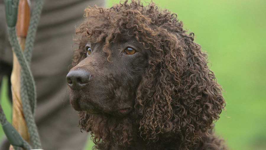 Spaniel de Agua Irlandés