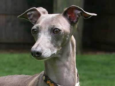Galgo Italiano Precio