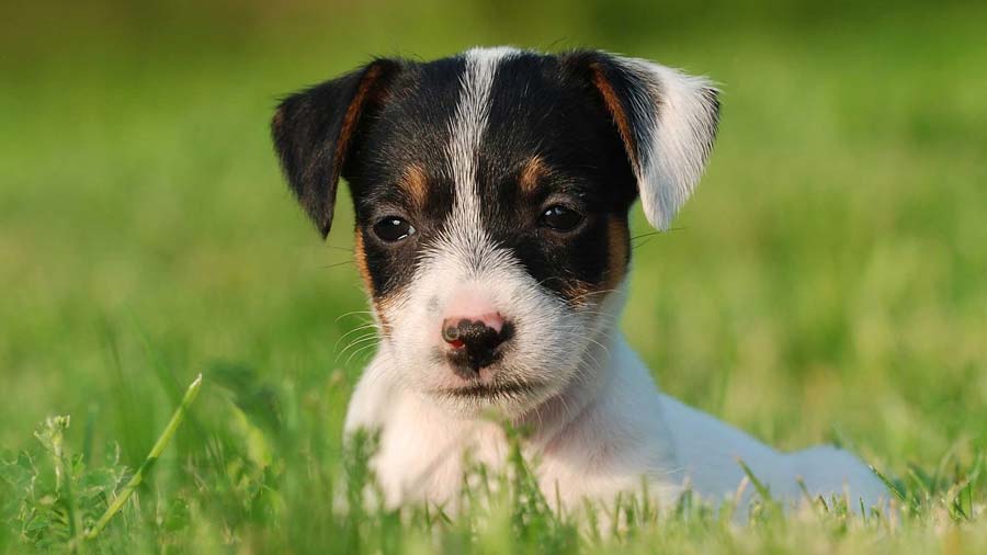 Jack Russell Terrier