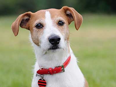 Jack Russell Terrier Precio