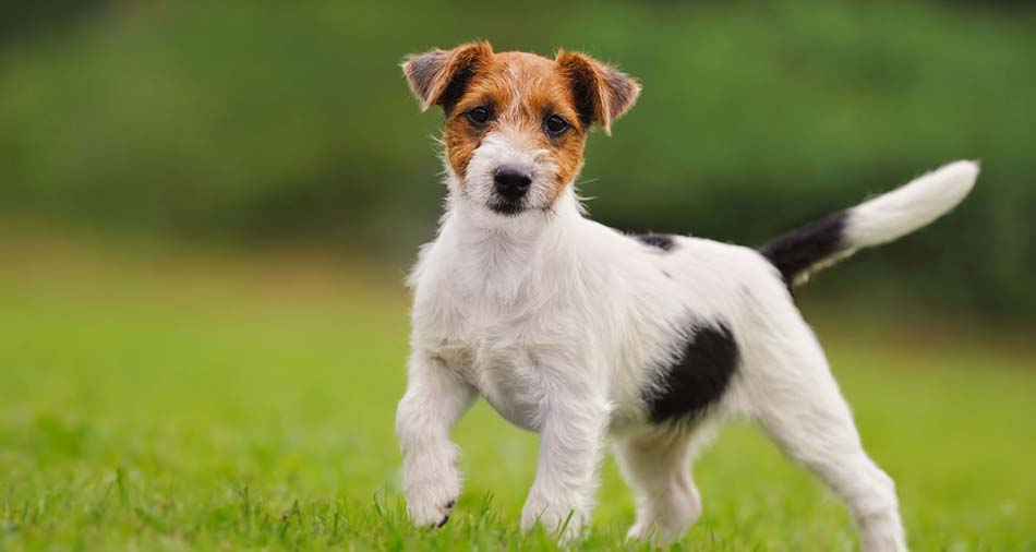 Jack Russell Terrier