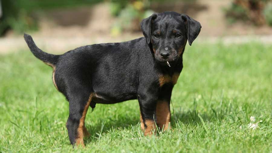 Terrier Alemán