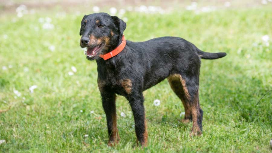 Terrier Alemán