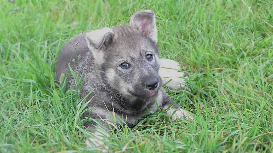 Elkhound Sueco