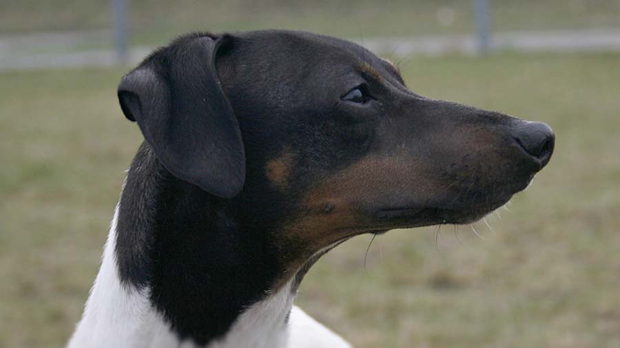 Terrier Japonés