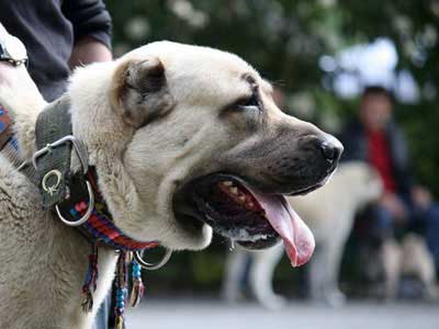 Perro Kangal Precio