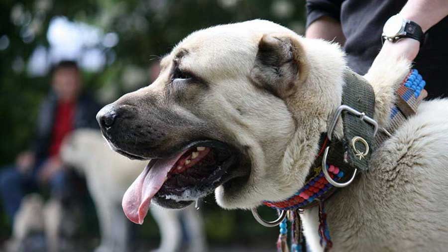 Perro Kangal