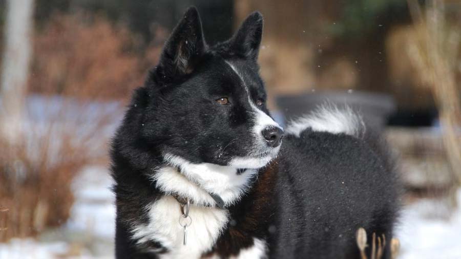 Perro Oso de Carelia