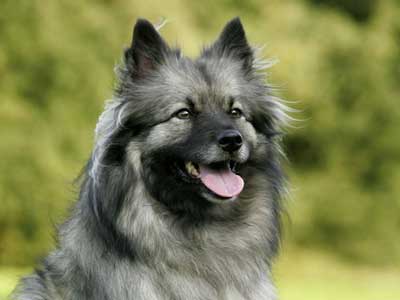 Keeshond Precio