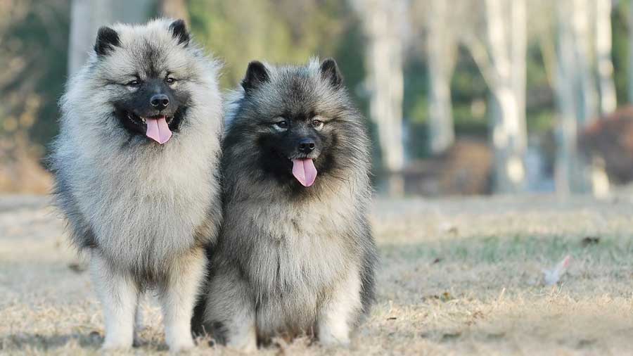 Keeshond