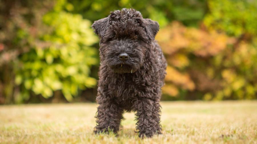 Kerry Blue Terrier