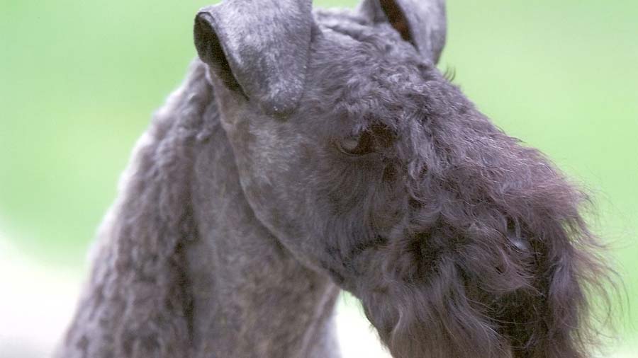 Kerry Blue Terrier