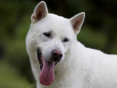 Kishu Precio