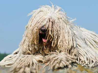 Komondor Precio