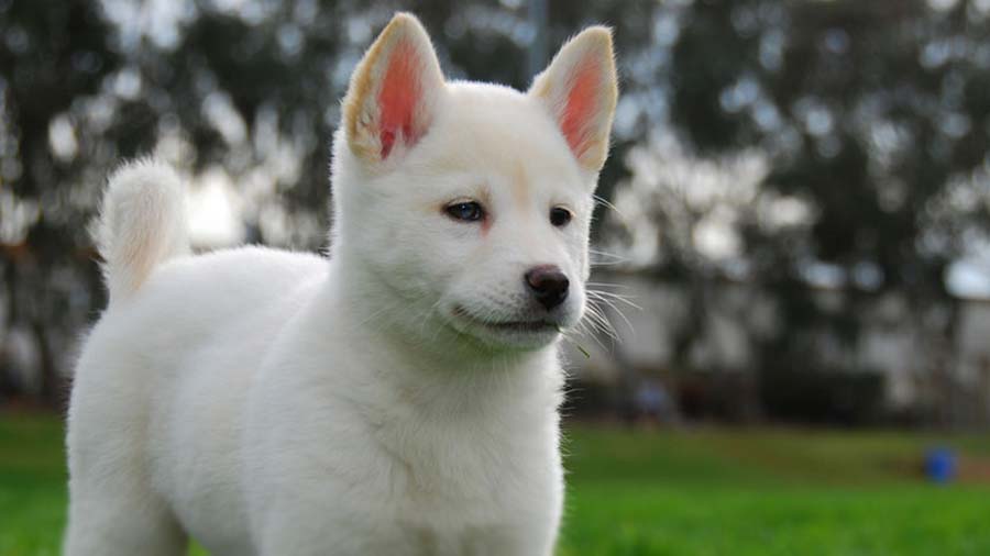 Jindo Coreano