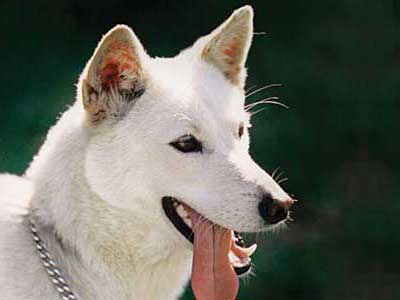 Jindo Coreano Precio