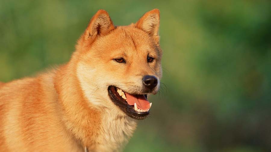 Jindo Coreano