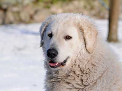 Kuvasz Precio