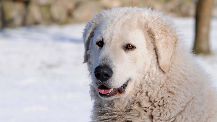 Kuvasz