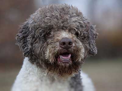 Lagotto Romagnolo Precio