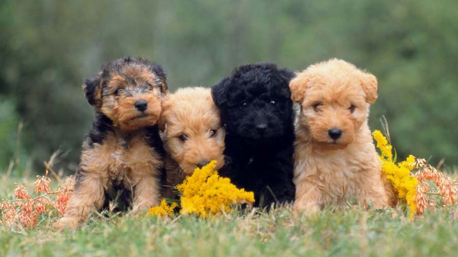 Terrier de Lakeland