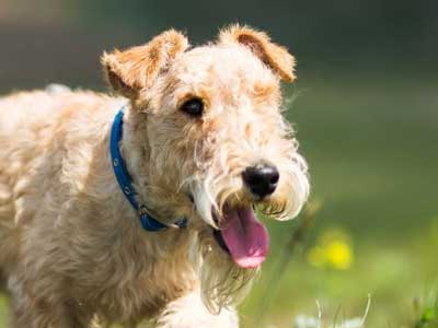 Terrier de Lakeland Precio