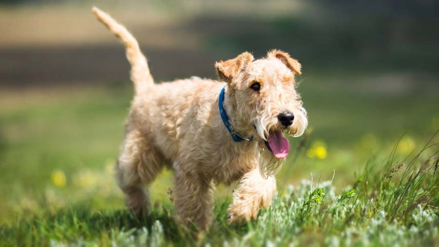 Terrier de Lakeland