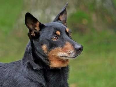 Lancashire Heeler Precio