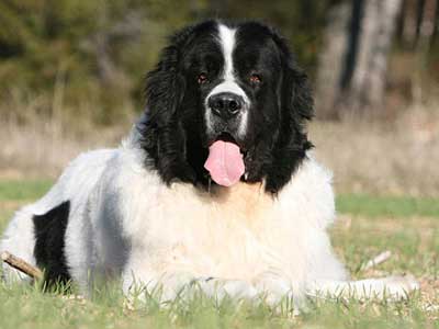 Landseer Precio