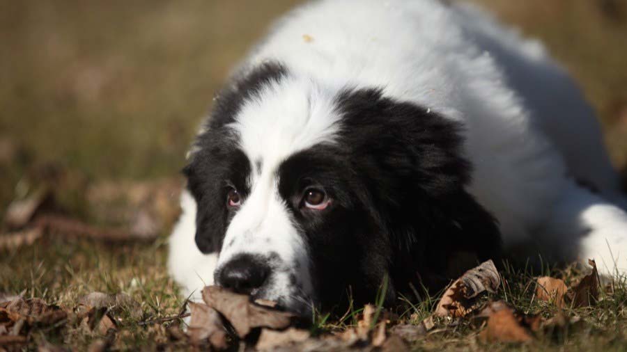 Landseer