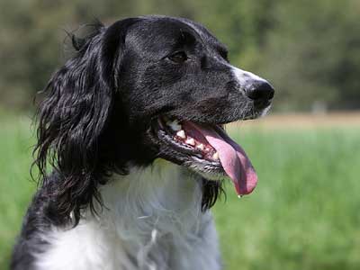 Munsterlander Grande Precio