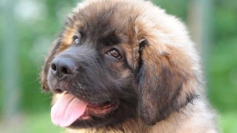 Leonberger