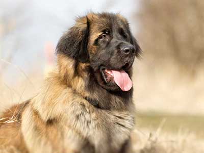 Leonberger Precio