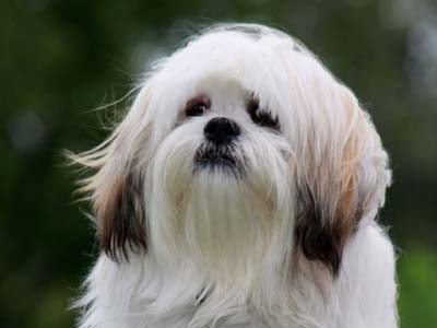 Lhasa Apso Precio