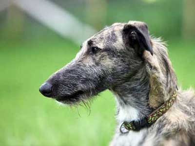 Lurcher Precio
