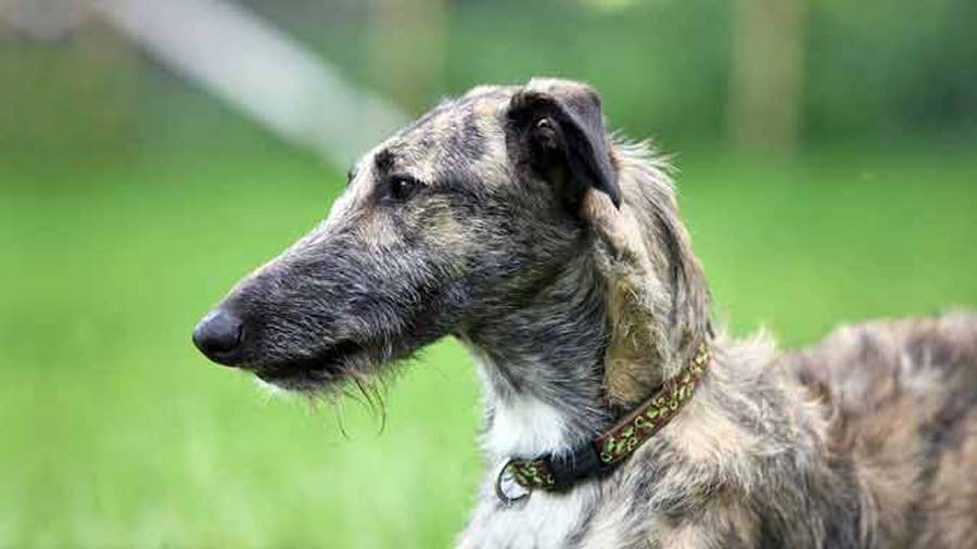 Lurcher