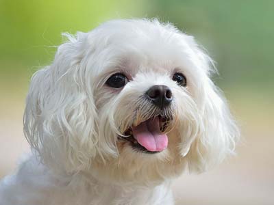 Bichón Precio
