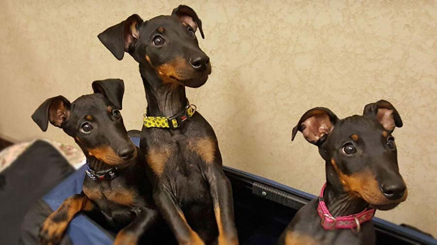 Manchester Terrier