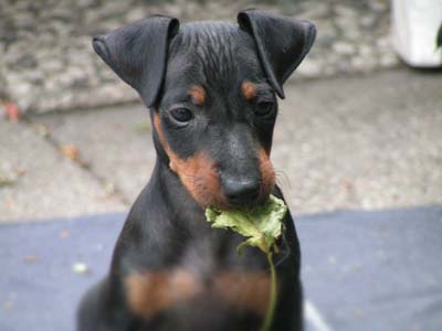 Manchester Terrier Precio