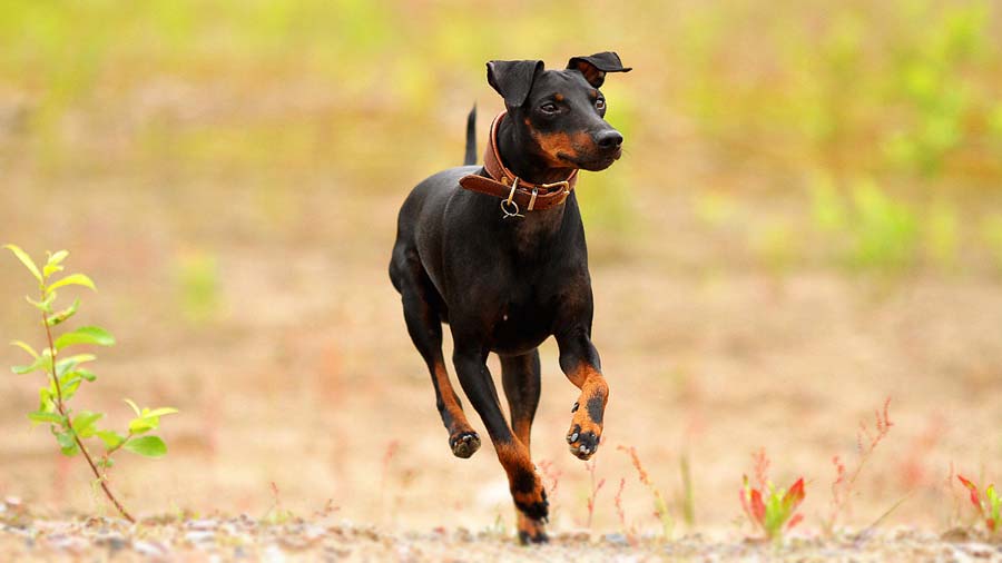 Manchester Terrier