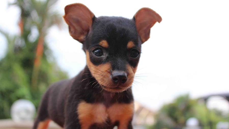 Pinscher Miniatura