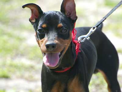 Pinscher Miniatura Precio