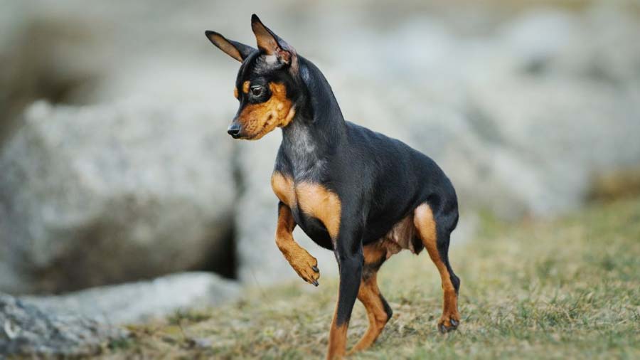 Pinscher Miniatura