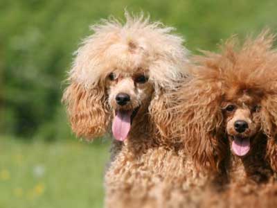 Caniche Miniatura Precio