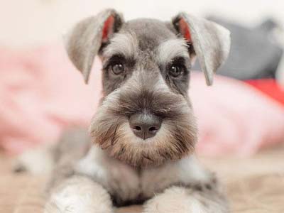 Schnauzer Miniatura Precio