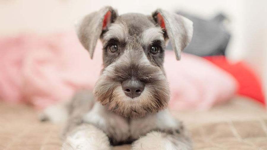 Schnauzer Miniatura