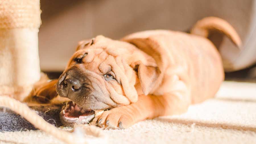 Shar Pei Miniatura