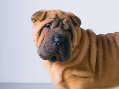 Shar Pei Miniatura Precio